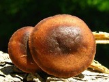 Gymnopus brassicolens var. brassicolens image