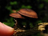 Gymnopus brassicolens var. brassicolens image