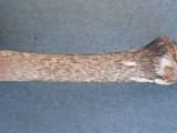 Pluteus exilis image