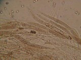Pluteus exilis image