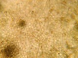 Pluteus exilis image