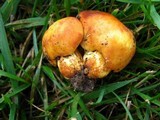 Russula ballouii image