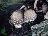 Coprinopsis variegata image