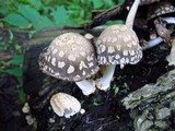 Coprinopsis variegata image