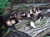 Coprinopsis variegata image