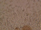 Pluteus exilis image