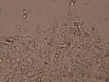 Pluteus exilis image