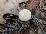 Mycetinis scorodonius image