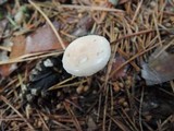 Mycetinis scorodonius image