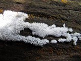 Ceratiomyxa fruticulosa var. fruticulosa image