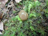 Gliophorus irrigatus image