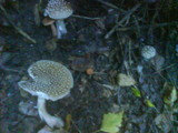 Amanita excelsa image
