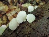 Crepidotus applanatus image