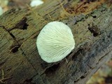 Crepidotus applanatus image