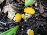 Cantharellus phasmatis image