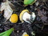 Cantharellus phasmatis image