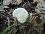 Clitopilus prunulus image