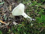 Clitopilus prunulus image