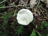 Clitopilus prunulus image