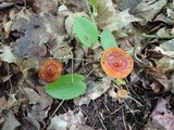 Hygrocybe psittacina var. perplexa image