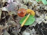 Hygrocybe psittacina var. perplexa image