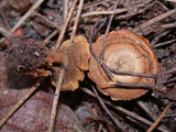 Coltricia perennis image