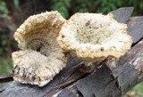 Cymatoderma caperatum image