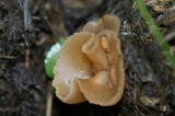 Peziza vesiculosa image