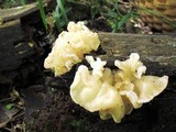 Ductifera pululahuana image