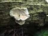 Phlebia radiata image