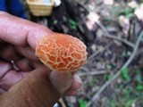 Rhodotus palmatus image
