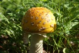 Amanita muscaria var. formosa image