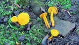 Cantharellus minor image
