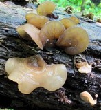 Auricularia angiospermarum image