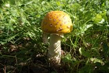 Amanita muscaria var. formosa image