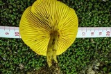 Phylloporus rhodoxanthus image