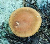 Phylloporus rhodoxanthus image