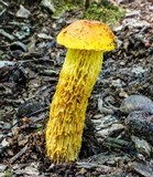 Heimioporus betula image