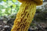 Heimioporus betula image