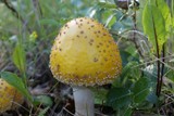 Amanita muscaria var. formosa image