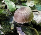 Pluteus longistriatus image