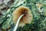 Pluteus longistriatus image