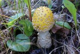 Amanita muscaria var. formosa image