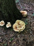 Bondarzewia berkeleyi image