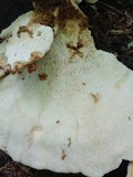 Bondarzewia berkeleyi image