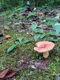 Lactarius volemus image