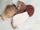 Tylopilus rubrobrunneus image