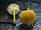 Cyptotrama chrysopepla image