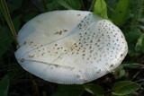 Amanita muscaria var. formosa image