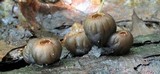 Galiella rufa image